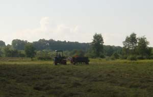 Cutting Hay