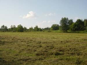 Cut Field