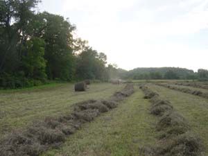 Hay Rows
